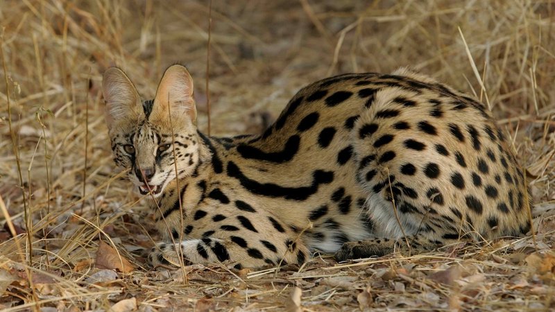 Serval Theme Preview Image