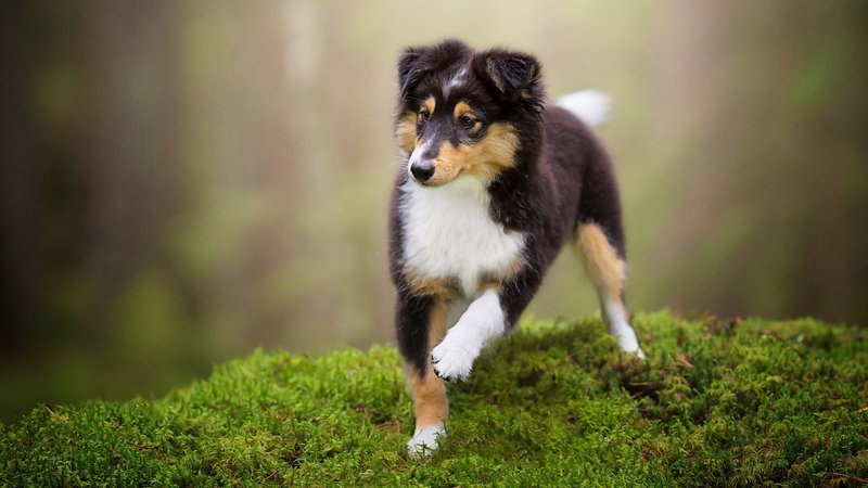 Shetland Sheepdog Theme Preview Image