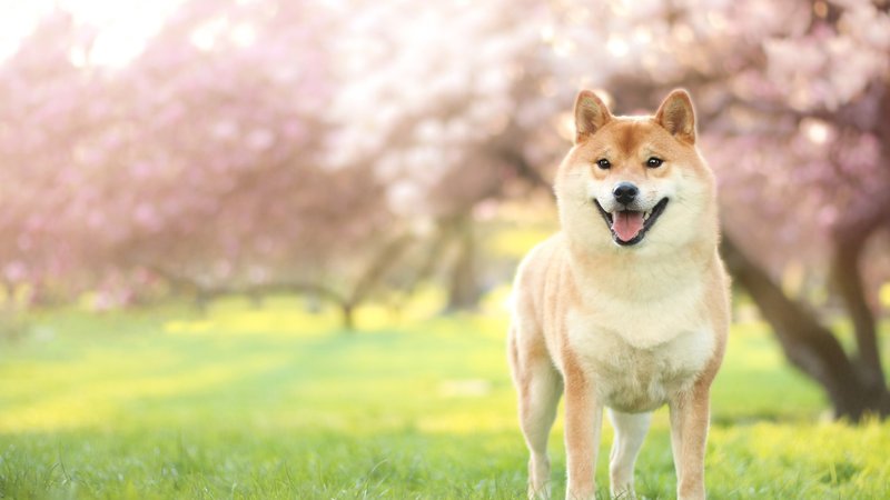Shiba Inu Theme Preview Image