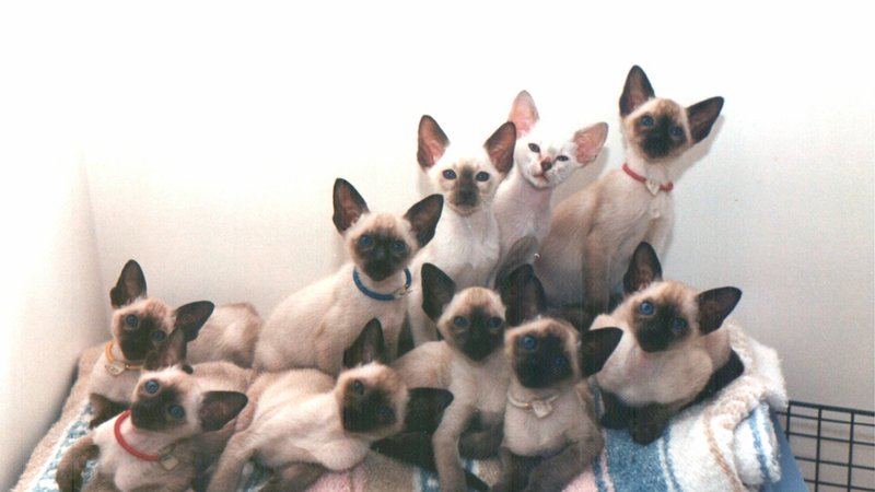 Siamese Cat Theme Preview Image