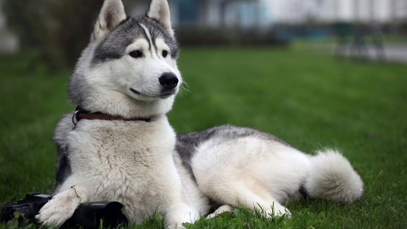 Siberian Husky Theme Preview Image