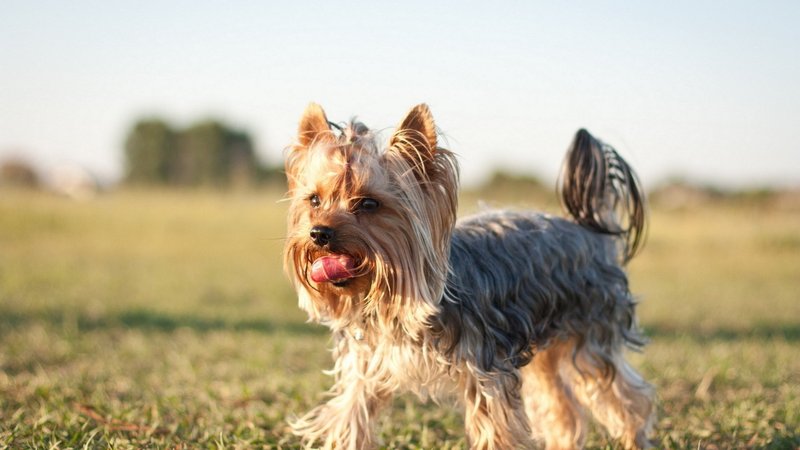 Silky Terrier Theme Preview Image