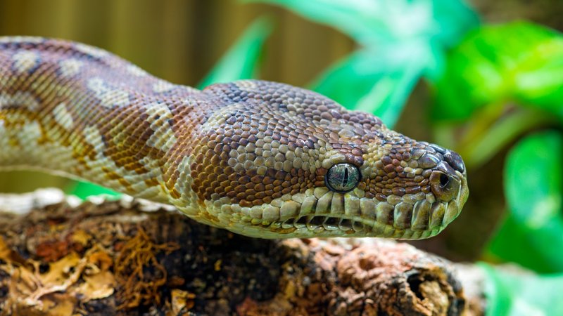 Snake Theme Preview Image