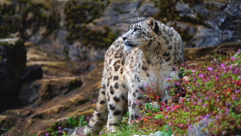 Snow Leopard Theme Preview Image