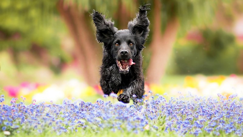 Spaniel Theme Preview Image