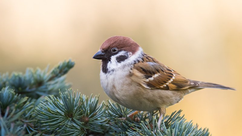 Sparrow Theme Preview Image