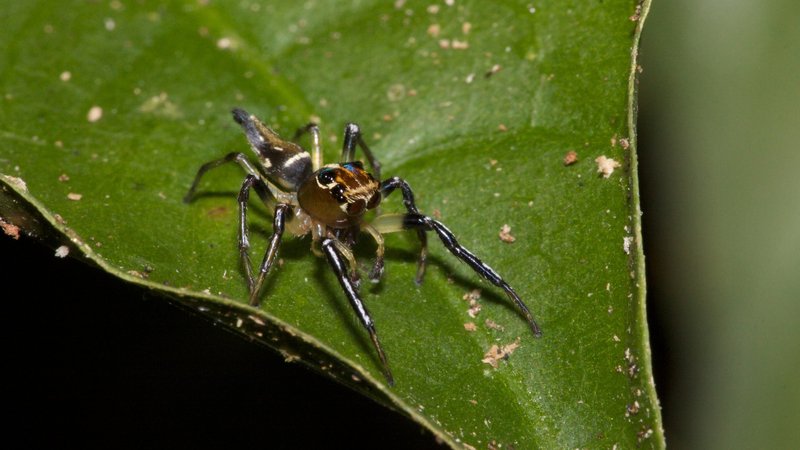 Spider Theme Preview Image