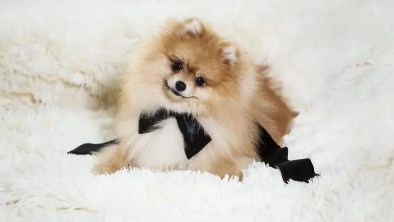 Spitz Dogs Theme Preview Image