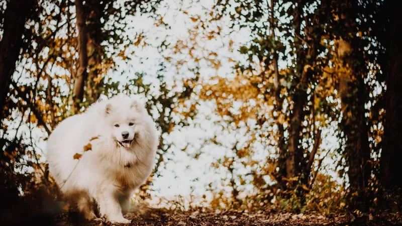 Spitz Dogs Theme Preview Image