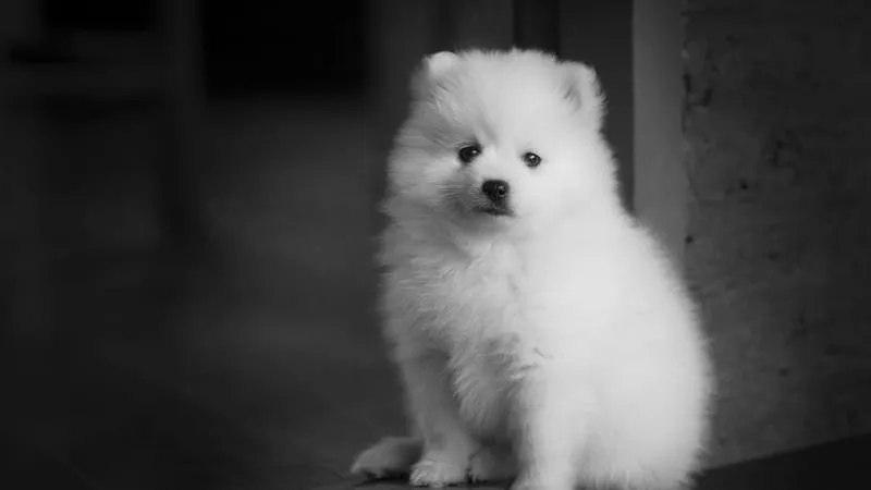 Spitz Dogs Theme Preview Image