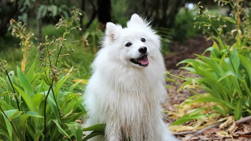 Spitz Dogs Theme Preview Image