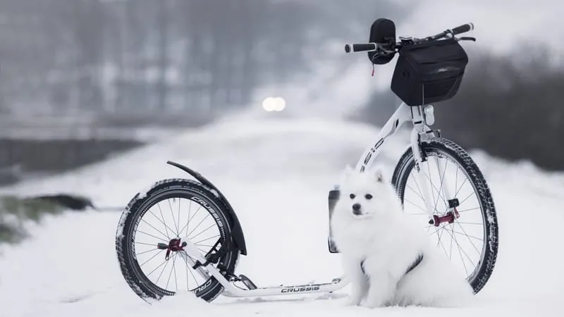 Spitz Dogs Theme Preview Image