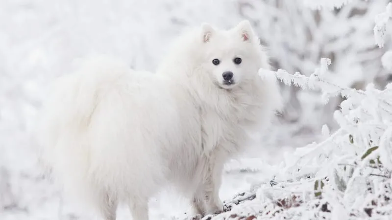 Spitz Dogs Theme Preview Image