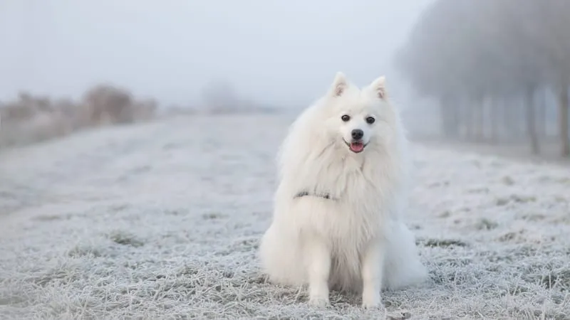 Spitz Dogs Theme Preview Image