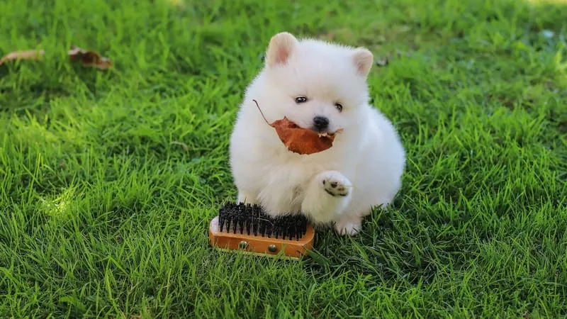 Spitz Dogs Theme Preview Image