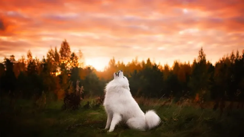 Spitz Dogs Theme Preview Image