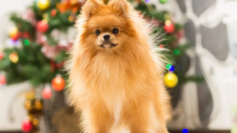 Spitz Dogs Theme Preview Image