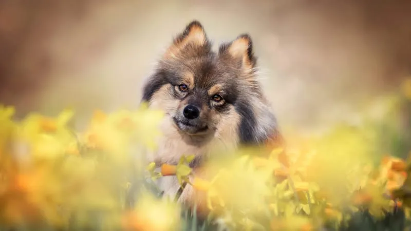 Spitz Dogs Theme Preview Image