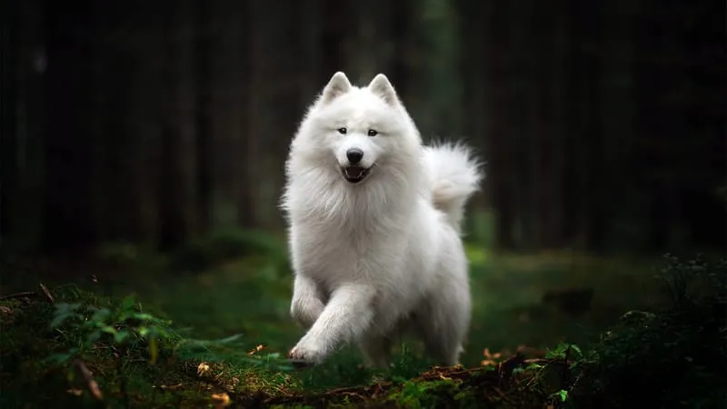 Spitz Dogs Theme Preview Image