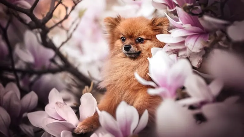 Spitz Dogs Theme Preview Image
