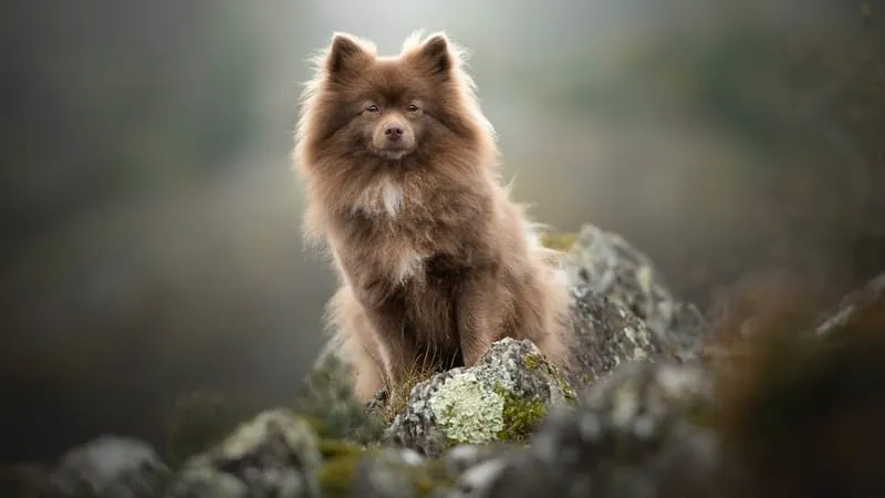 Spitz Dogs Theme Preview Image