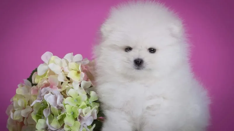 Spitz Dogs Theme Preview Image