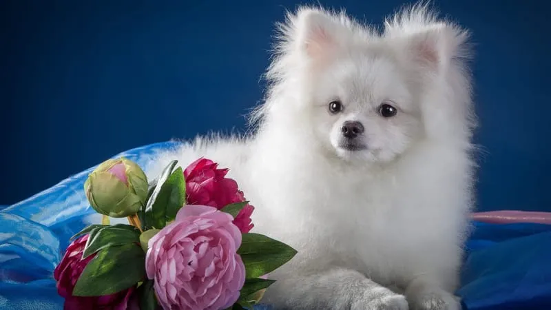 Spitz Dogs Theme Preview Image