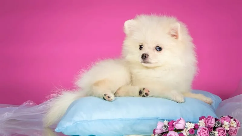 Spitz Dogs Theme Preview Image