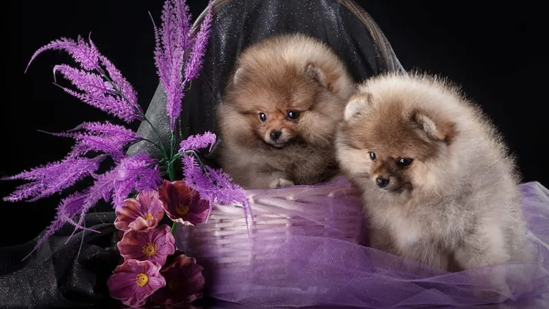 Spitz Dogs Theme Preview Image