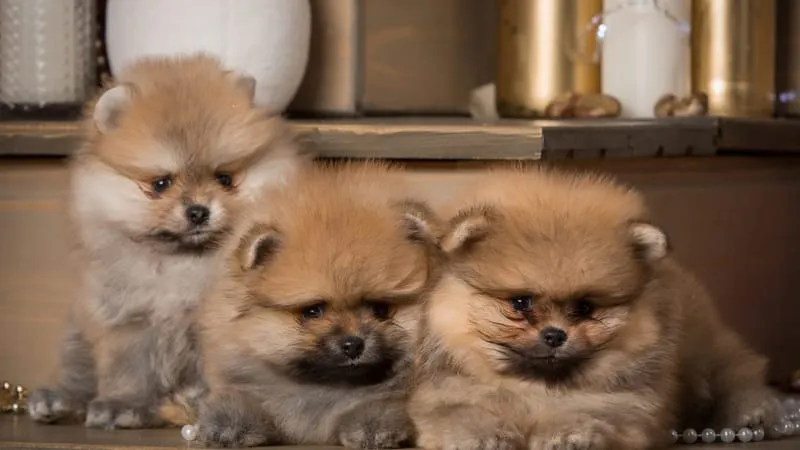 Spitz Dogs Theme Preview Image
