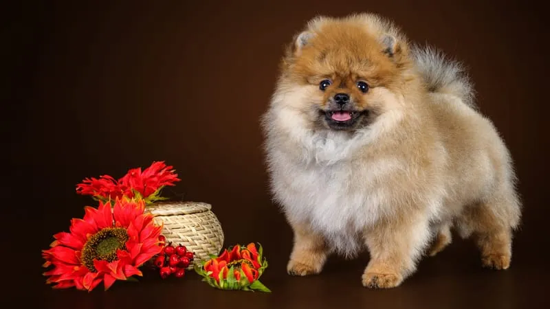 Spitz Dogs Theme Preview Image