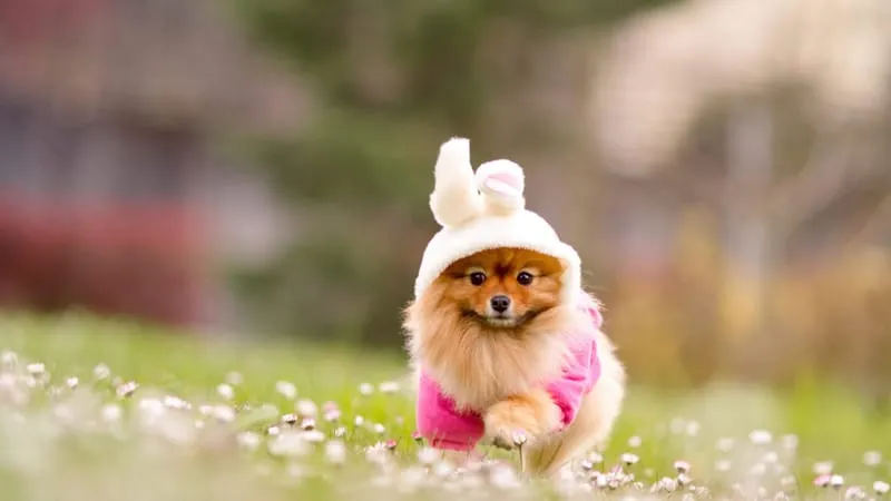 Spitz Dogs Theme Preview Image