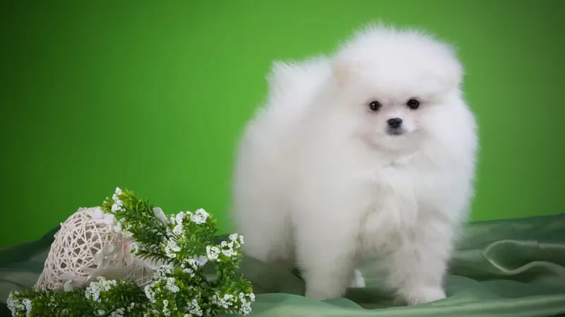 Spitz Dogs Theme Preview Image