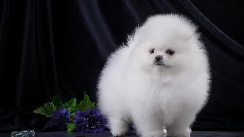 Spitz Dogs Theme Preview Image