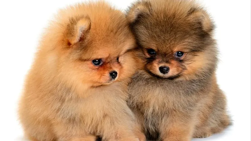 Spitz Dogs Theme Preview Image