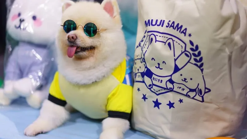 Spitz Dogs Theme Preview Image