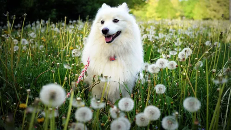 Spitz Dogs Theme Preview Image