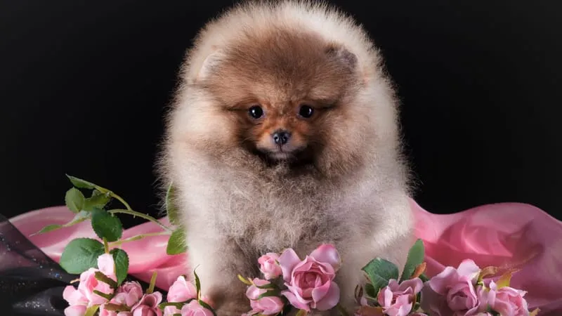 Spitz Dogs Theme Preview Image