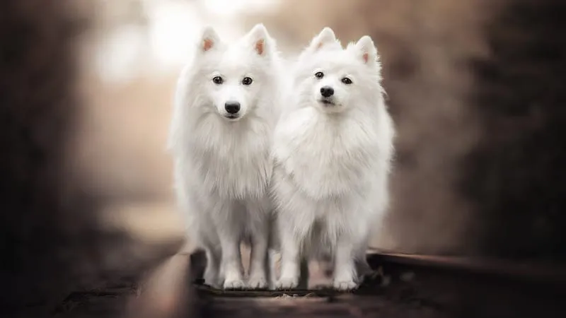 Spitz Dogs Theme Preview Image