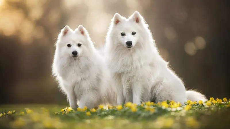 Spitz Dogs Theme Preview Image
