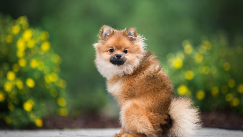 Spitz Dogs Theme Preview Image