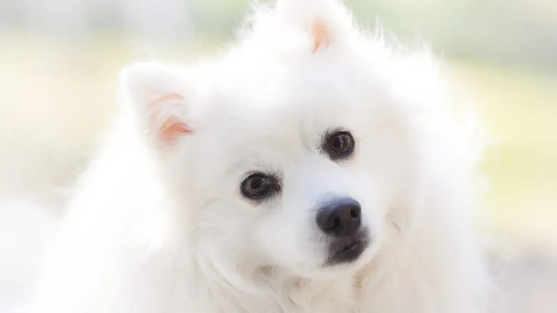 Spitz Dogs Theme Preview Image