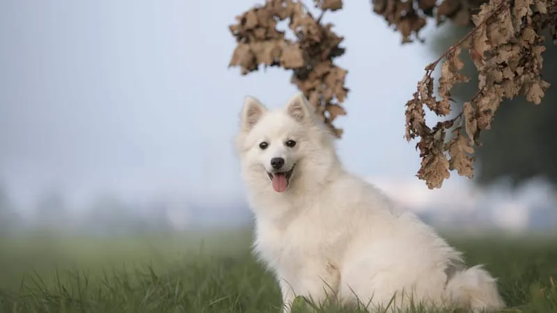 Spitz Dogs Theme Preview Image