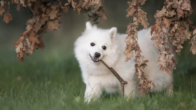 Spitz Dogs Theme Preview Image