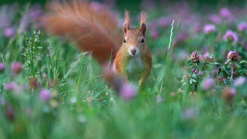 Squirrel Theme Preview Image