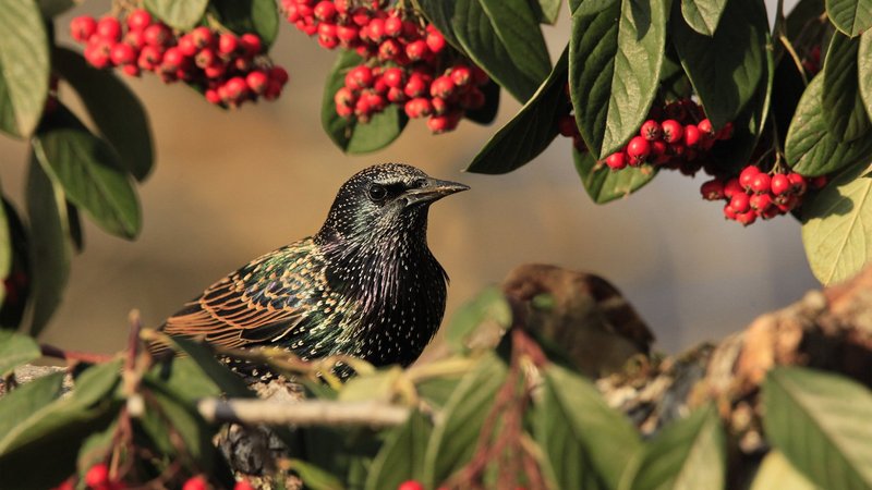 Starling Theme Preview Image