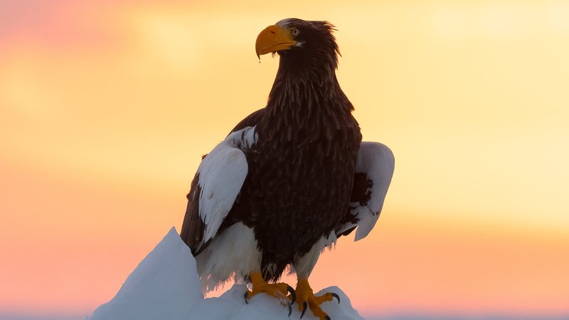 Stellers Sea Eagle Theme Preview Image