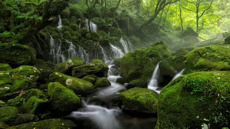 Stream Theme Preview Image