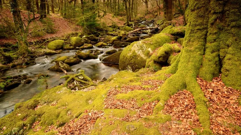 Stream Theme Preview Image