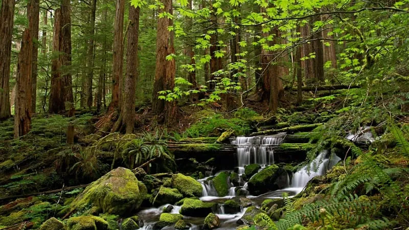 Stream Theme Preview Image